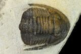 Bargain, Cornuproetus Trilobite Fossil - Ofaten, Morocco #119979-3
